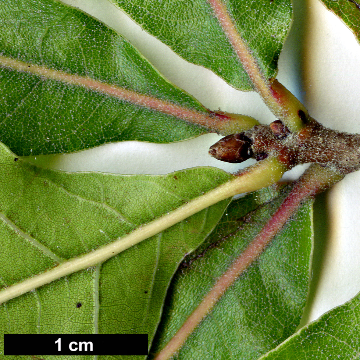 High resolution image: Family: Fagaceae - Genus: Quercus - Taxon: marilandica - SpeciesSub: var. ashei